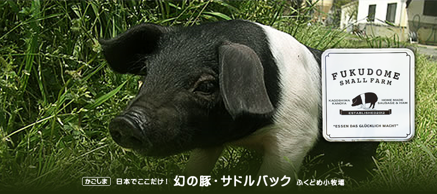 幻の豚・サドルバック