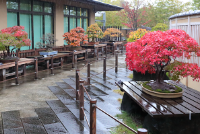 「大宮盆栽美術館見学会」を開催しました