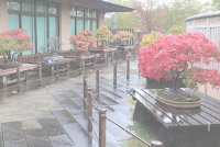 「大宮盆栽美術館見学会」を開催しました