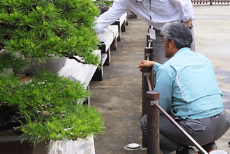 ｢大宮盆栽美術館見学会」を開催しました