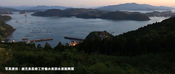 鹿児島のプリやカンパチが埼玉県に寄贈されました