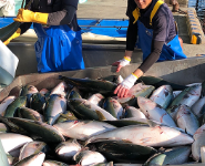 鹿児島のプリやカンパチが埼玉県に寄贈されました