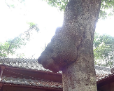 氷川女體神社