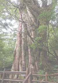 樹齢3,000年の「紀元杉」