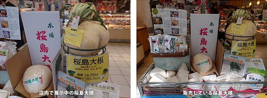 かごしま遊楽館で「桜島だいこん」を販売中