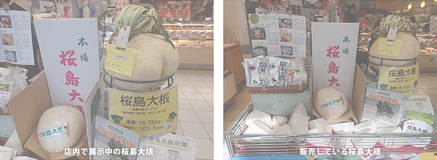 かごしま遊楽館で「桜島だいこん」を販売中