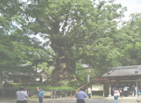 蒲生八幡神社の「大クス」