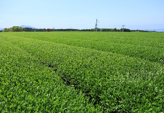 埼玉から故郷を応援するユニークな企業「光陽オリエントジャパン株式会社」