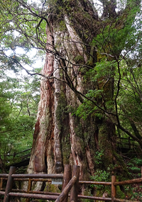 樹齢3,000年の「紀元杉」