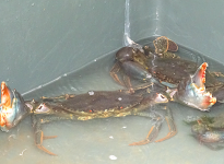 「ノコギリガザミ」の養殖