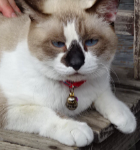 猫の駅長・にゃん太郎君