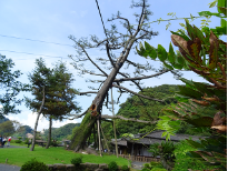 ふるさと交流の旅～鹿児島市・いちき串木野市で地元の皆さんと交流～