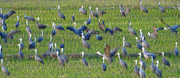 ふるさと交流の旅 ~出水市・阿久根市・長島町・薩摩川内市・甑島~