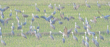 ふるさと交流の旅 ~出水市・阿久根市・長島町・薩摩川内市・甑島~