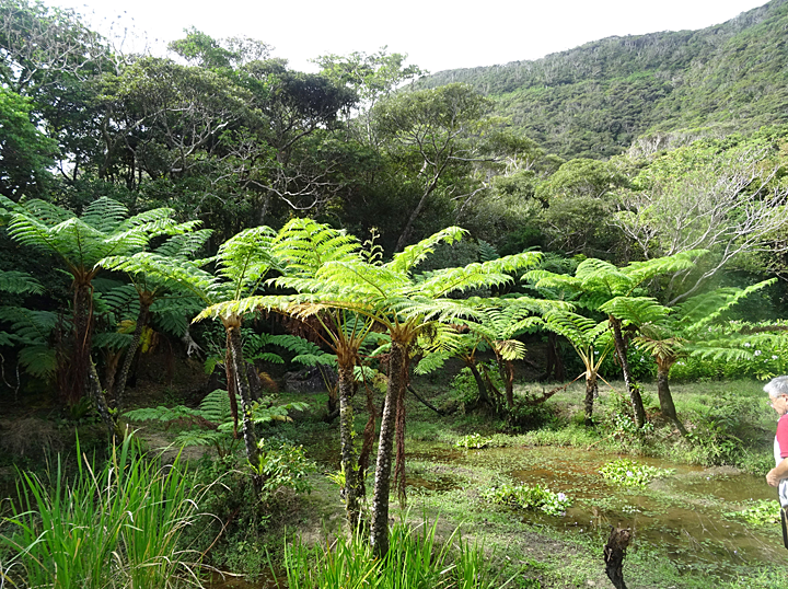 ふるさと交流の旅 in 奄美大島